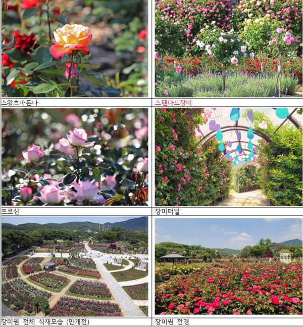 서울대공원, 세계 각국 100여 종 장미정원 펼쳐진다